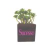 Vaso Cubo 6,5x6,5 Pinus
